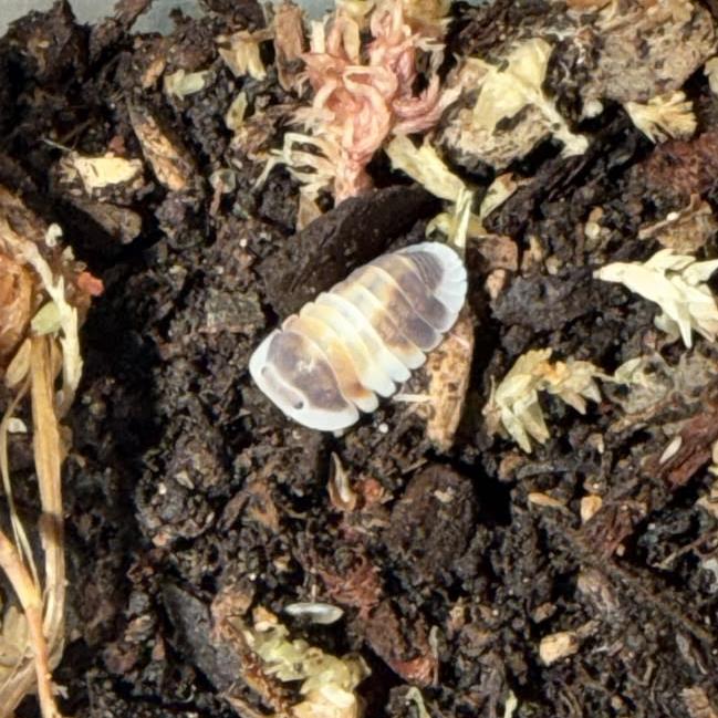 Caramel Cream isopod