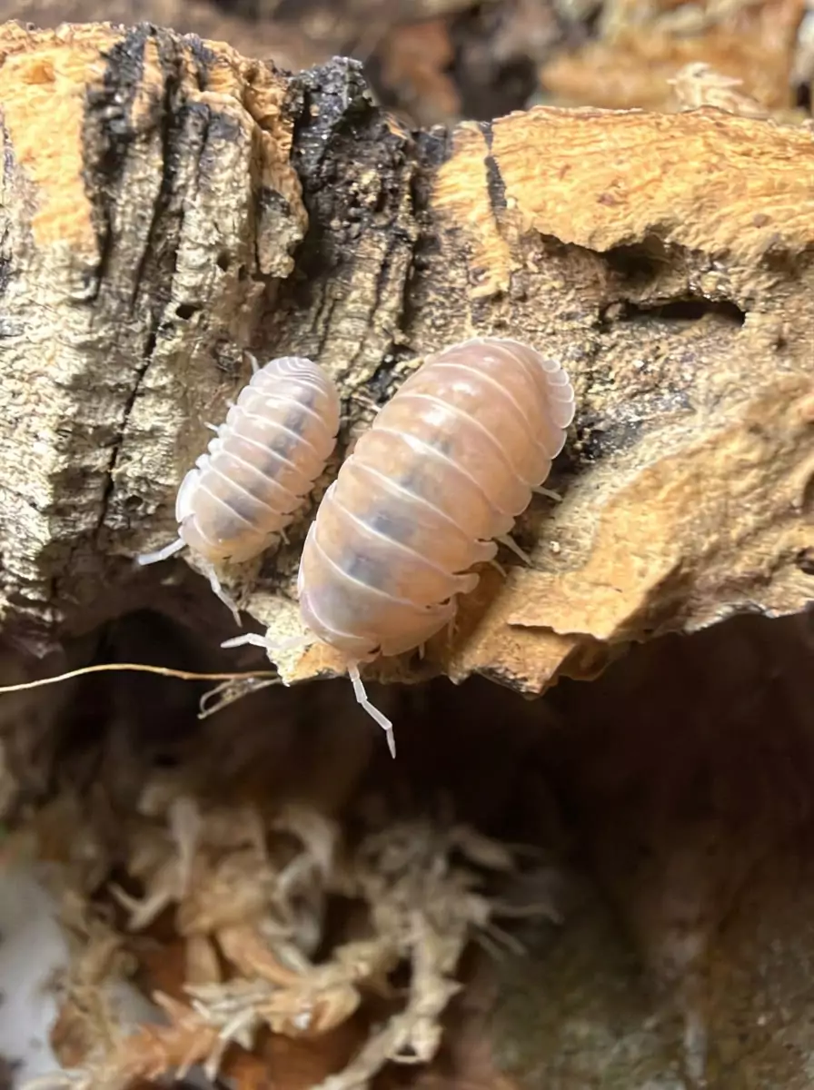 Amethyst isopods (Cubaris sp. "Amethyst") bred by Kernow Isopods