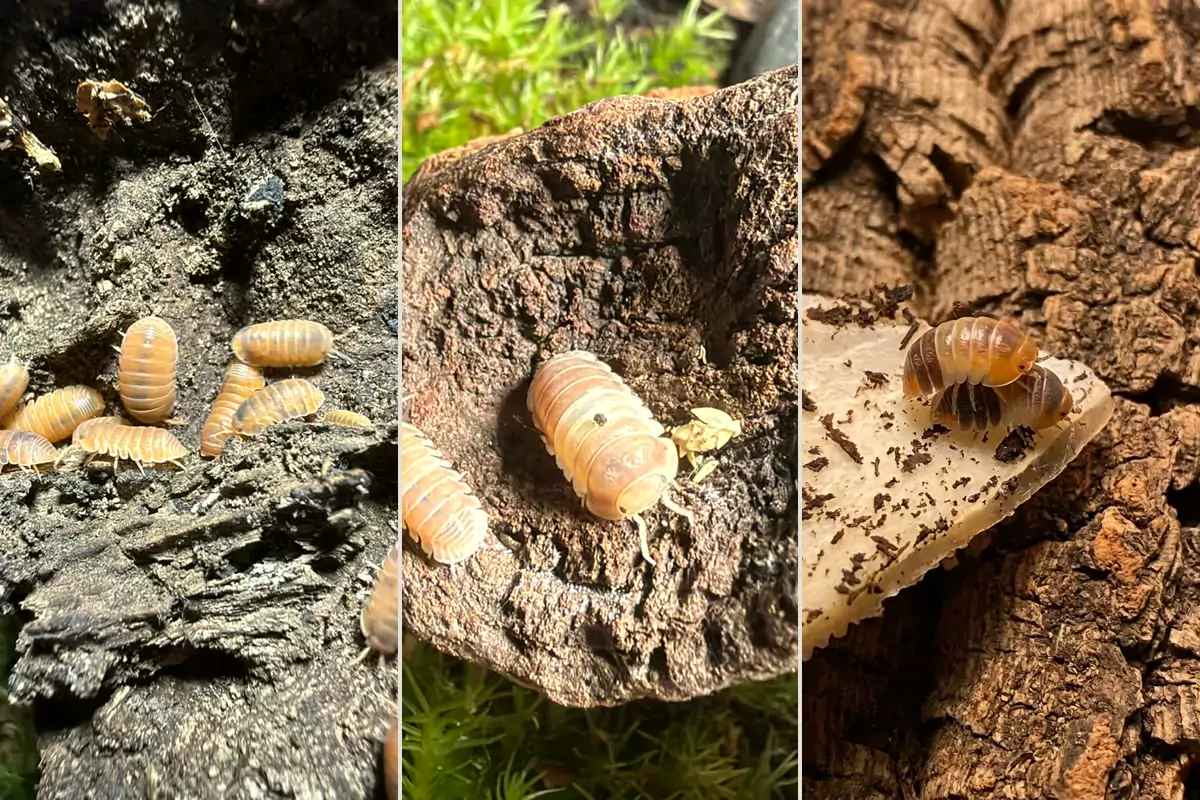 Cubaris Starter Trio bundle (Bundle: Mandarin x5 + Pink Panda x5 + White Shark x5) bred by Kernow Isopods