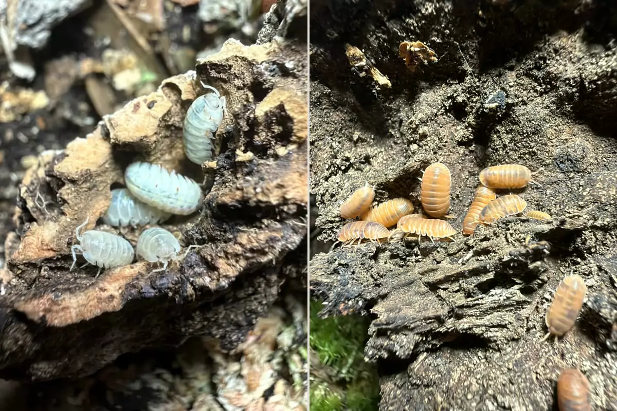 Clean-Up Crew Starter bundle (Bundle: Magic Potion x5 + Mandarin x5) bred by Kernow Isopods