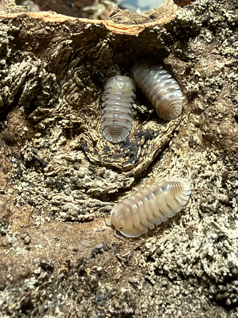 Caramel Cream isopods (Cubaris sp. "Caramel Cream") bred by Kernow Isopods