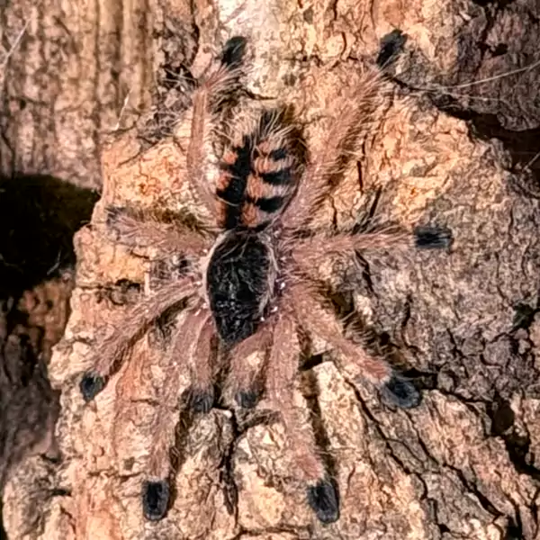 Logan the pinktoe tarantula