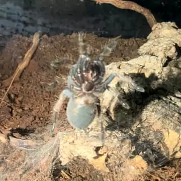 Patricia the Mexican red rump tarantula