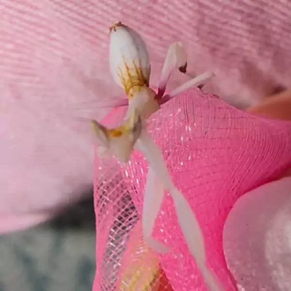 Sunni the orchid mantis