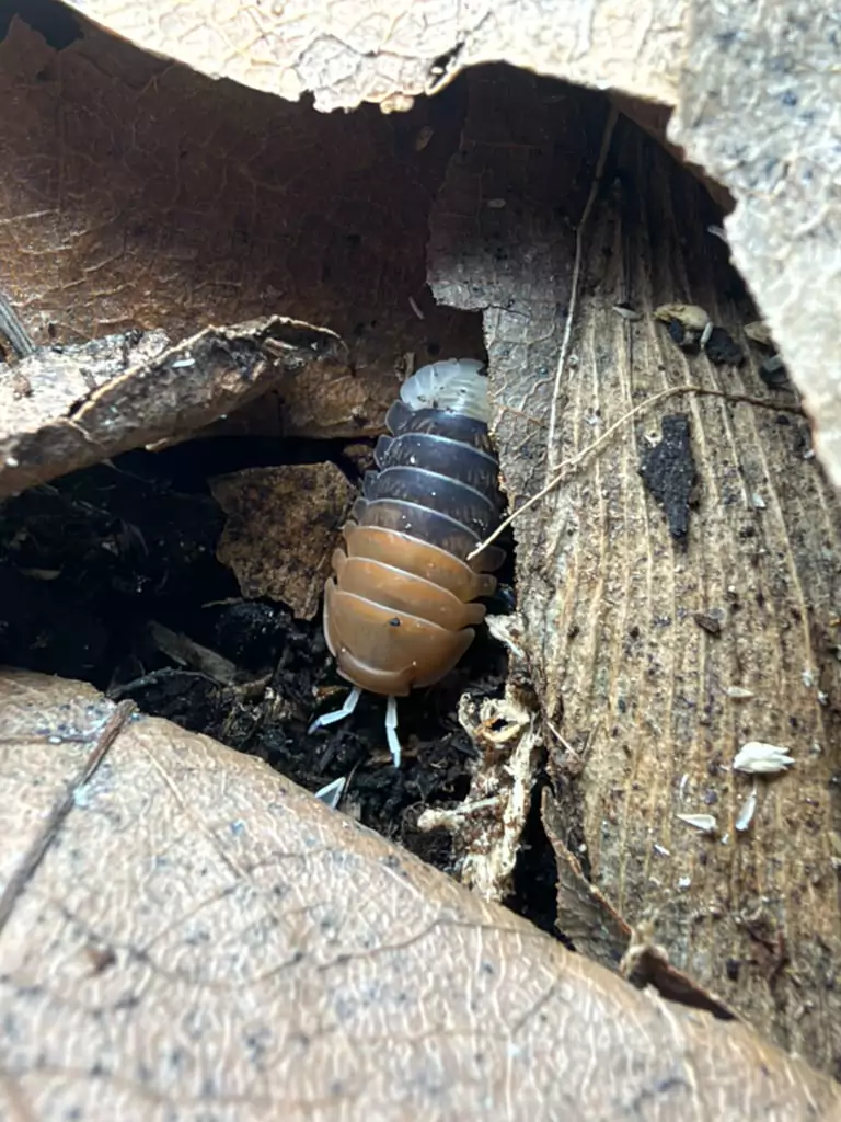 Daxin Tricolour isopods (Cubaris sp. "Daxin Tricolour") bred by Kernow Isopods