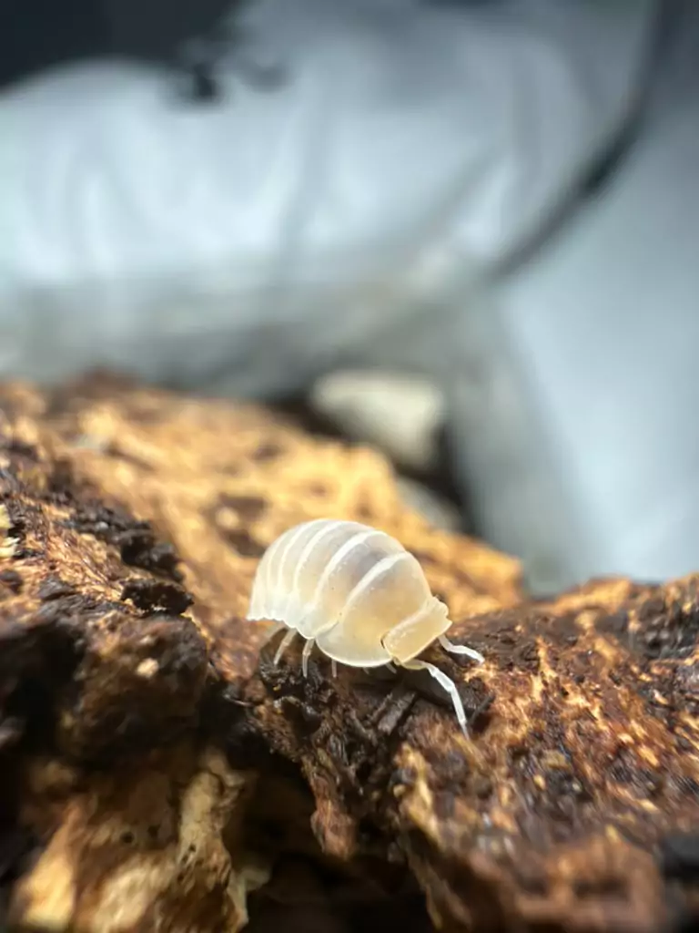 Glacier isopods (Cubaris murina "Glacier") bred by Kernow Isopods