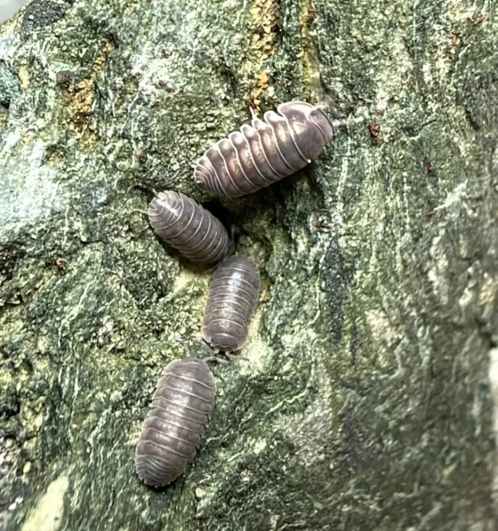 Happy Nun isopods (Cubaris sp. "Happy Nun") bred by Kernow Isopods