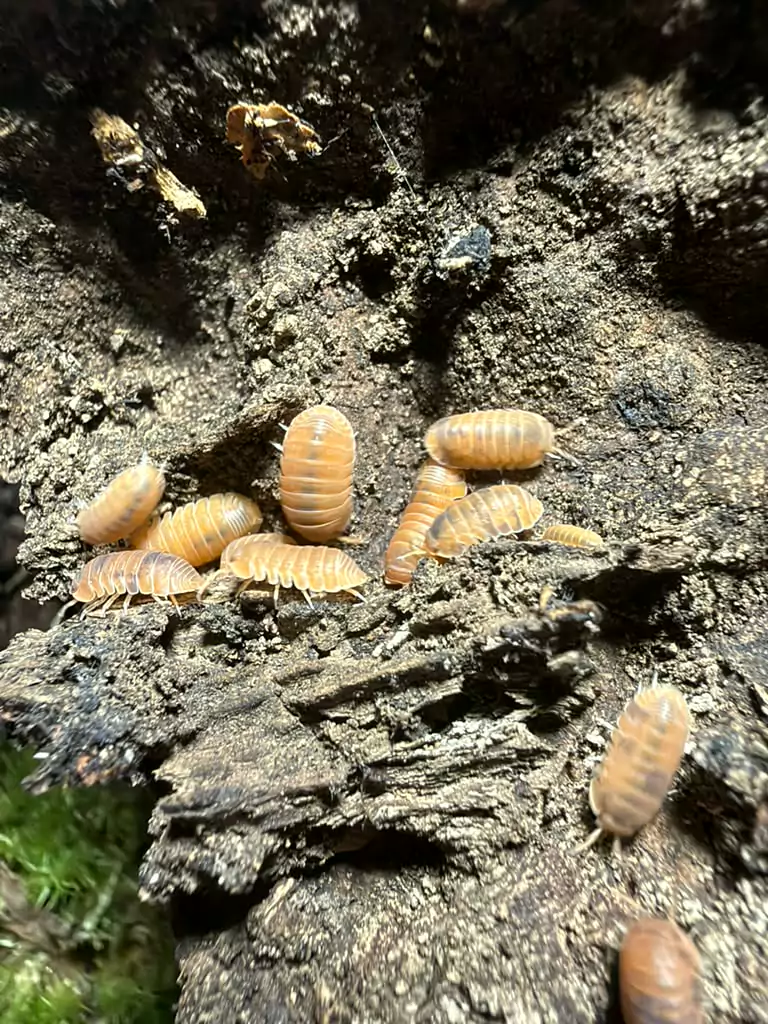 Mandarin isopods (Cubaris murina "Mandarin") bred by Kernow Isopods