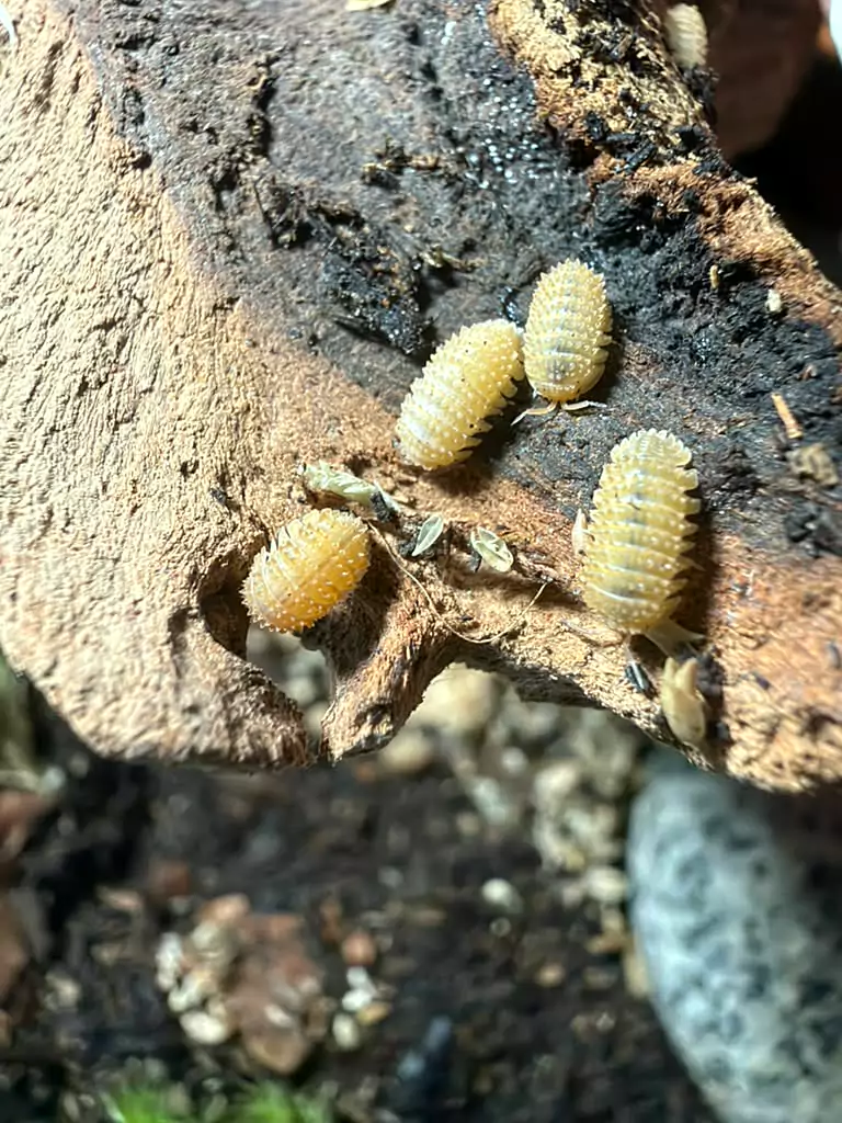 Pineapple isopods (Cristarmadillidium muricatum) bred by Kernow Isopods