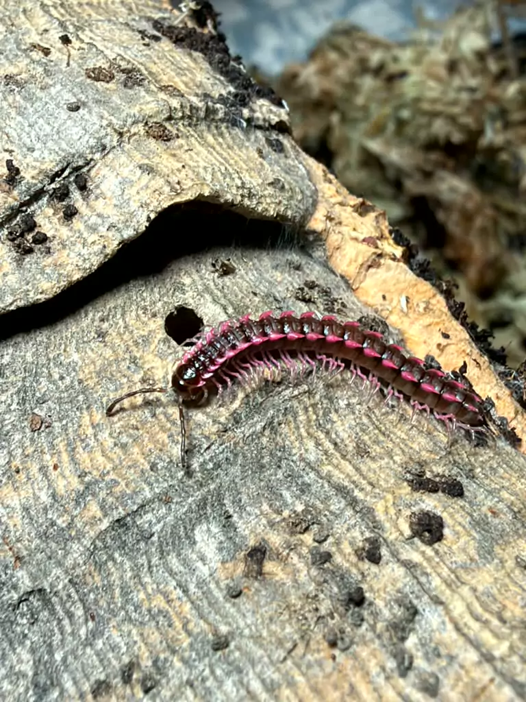 Pink Dragon millipedes (Desmoxytes purpurosea) bred by Kernow Isopods