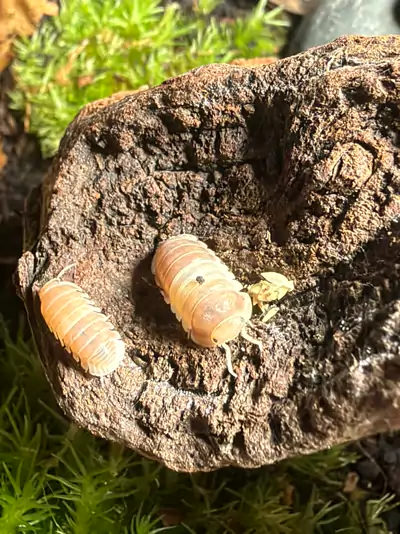 Pink Panda (Cubaris sp. "Pink Panda")