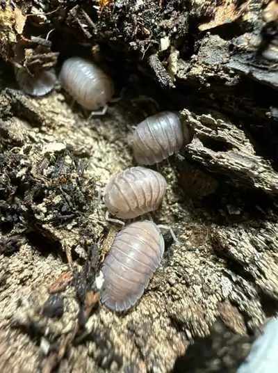 Purple Ghost (Nesodillo sp. "Purple Ghost")