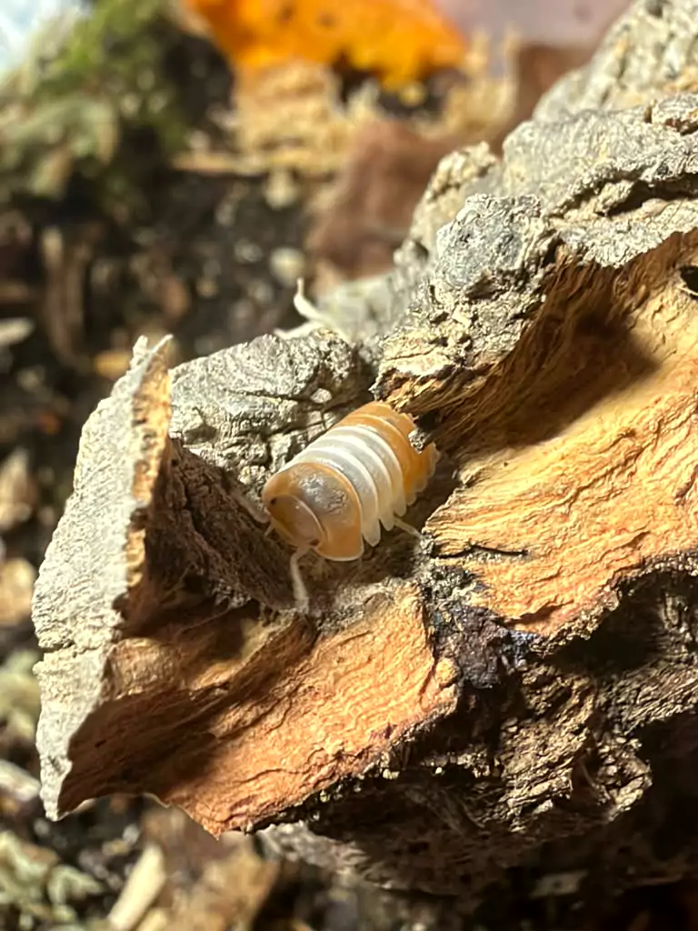 Red Panda isopods (Cubaris sp. "Red Panda") bred by Kernow Isopods