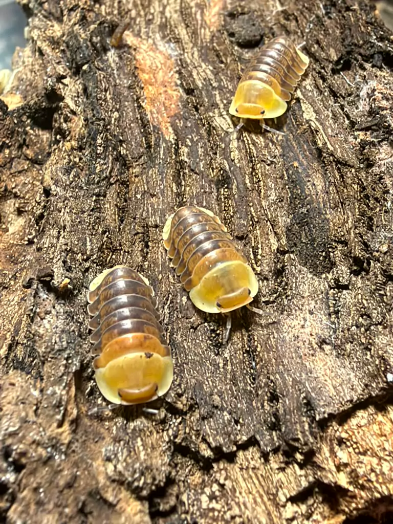 Rubber Ducky isopods (Cubaris sp. "Rubber Ducky") bred by Kernow Isopods