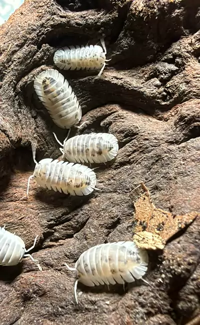Shiro Utsuri (Nesodillo sp. "Shiro Utsuri")