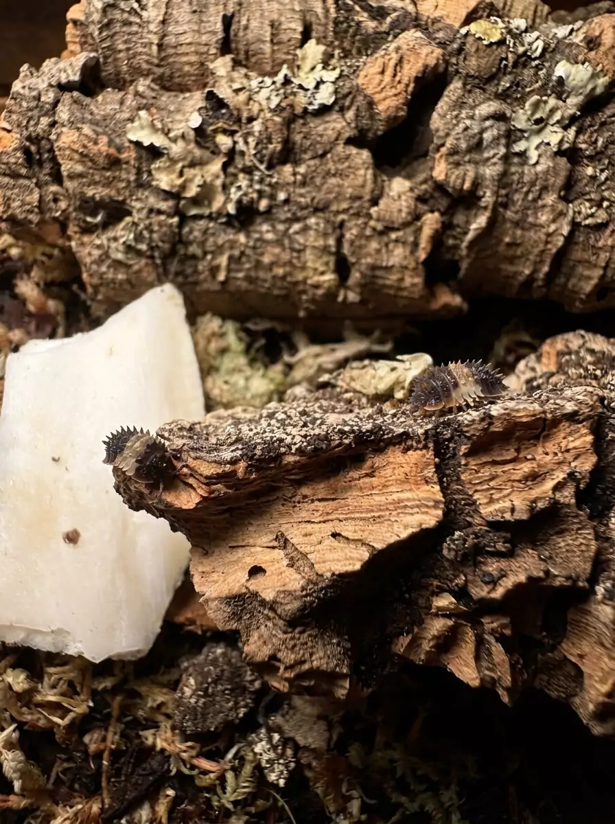 Thai Spikey isopods (Isopoda sp. "Thai Spiky") bred by Kernow Isopods