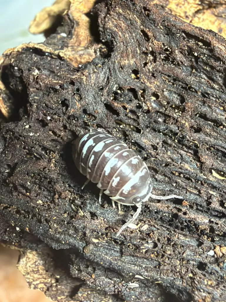 Zebra isopods (Armadillidium maculatum) bred by Kernow Isopods